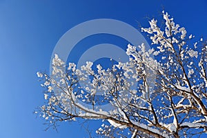 Winter snow branches of tree on a blue sky background