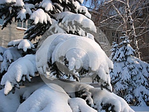 Winter. Snow-capped fir twigs