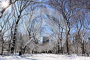 Winter Snow in Central Park