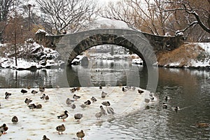 Winter Snow in Central Park