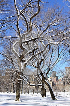 Winter Snow in Central Park, Manhattan