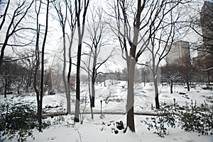 Winter Snow in Central Park, Manhattan photo