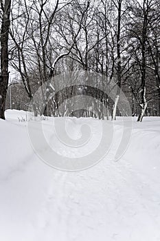 Winter. Snow. City park alley perspective. White way in cold snowy day