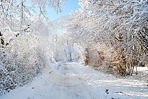 A trail in the forest covered with snow and ice