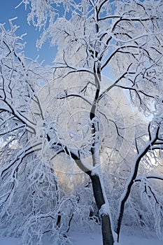 winter snow-covered branches against a blue sky