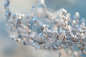 Winter snow-covered branches