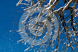 Winter snow covered fir trees on mountainside on blue sky background