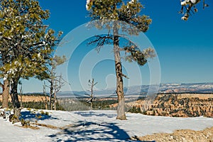 Winter snow covered fir trees on mountainside on blue sky background