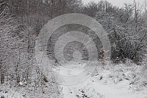 Winter, snow-covered forest