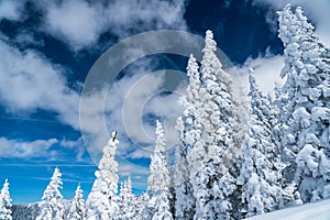 Winter Snow Covered Forest landscape of the Colorado Rocky Mountains