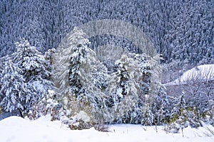 Winter snow-covered forest in the mountains. Mountain peaks covered with snow in winter. Picturesque and gorgeous winter