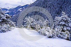 Winter snow-covered forest in the mountains. Mountain peaks covered with snow in winter. Picturesque and gorgeous winter