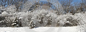Winter Snow Covered Forest Panoramic, Panorama, or Banner