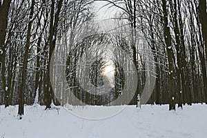 Winter snow-covered forest strikes with its beauty and silence