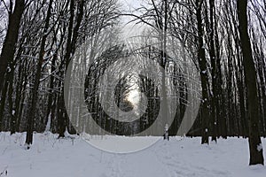 Winter snow-covered forest strikes with its beauty and silence