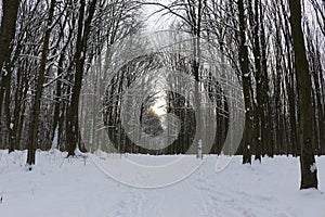 Winter snow-covered forest strikes with its beauty and silence