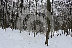 Winter snow-covered forest strikes with its beauty and silence