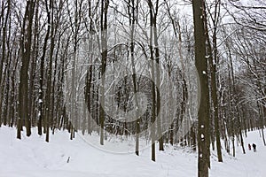 Winter snow-covered forest strikes with its beauty and silence