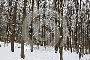 Winter snow-covered forest strikes with its beauty and silence