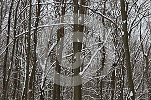 Winter snow-covered forest strikes with its beauty and silence