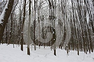 Winter snow-covered forest strikes with its beauty and silence