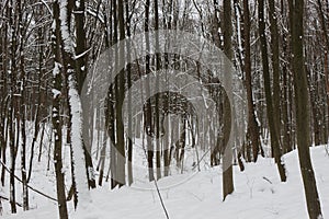 Winter snow-covered forest strikes with its beauty and silence