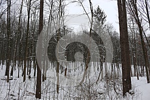 Winter snow-covered forest strikes with its beauty and silence