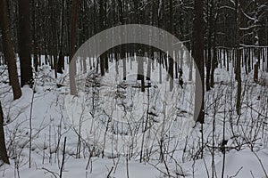 Winter snow-covered forest strikes with its beauty and silence