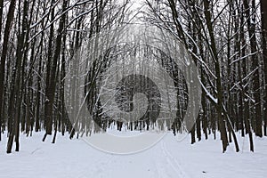 Winter snow-covered forest strikes with its beauty and silence