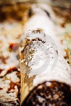 Winter snow covered log in my back yard