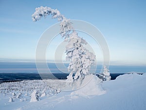 Winter snow-covered minimalistic landscape. Minimalistic landscape with a lonely wrapped in snow tree in a winter field. Christmas