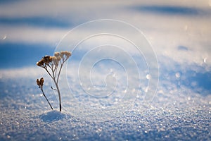 Winter snow-covered plain with flowers sticking out from under the snow
