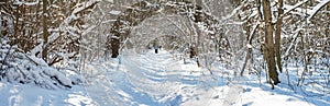 winter snow-covered road through the deciduous forest, ski track - winter landscape, panorama