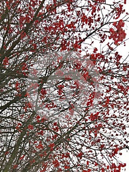 Winter snow covered rowan berry branch