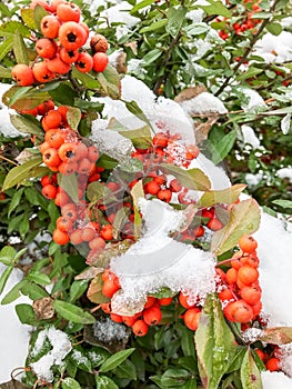 Winter snow covered rowan berry branch