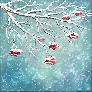 Winter snow-covered rowan berry branch background photo
