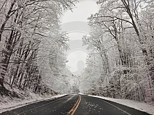 Winter Snow Trees, Park Road Perspective, White Alley Tree Rows