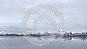 Winter snow covering all around, footage video view from Lofoten Basecamp to opposite land, Birds flying in the sky, Norwegian Sea