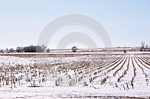 Winter snow covers a field of corn stubble after harvest