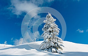 Winter snow cowered fir tree in mountain