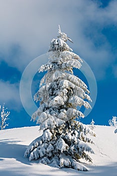 Winter snow cowered fir tree in mountain