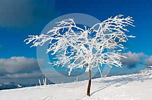 Winter snow cowered tree in mountain