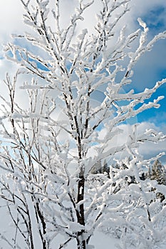 Winter snow cowered tree in mountain