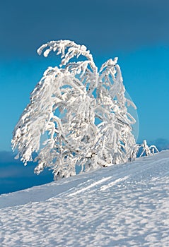 Winter snow cowered tree in mountain