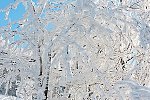 Winter snow cowered tree in mountain