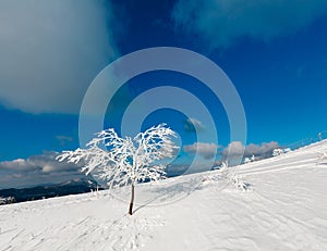 Winter snow cowered tree in mountain