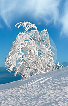 Winter snow cowered tree in mountain