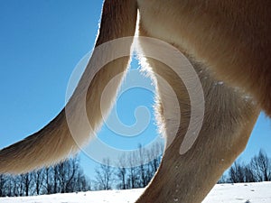 Winter snow with dog photobomb