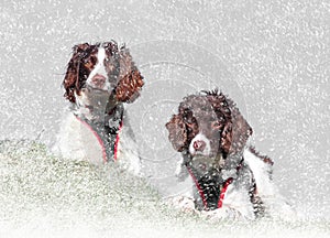 Winter snow dogs