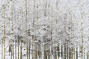 Winter snow falling on Aspen trees in san isabel national forest photo